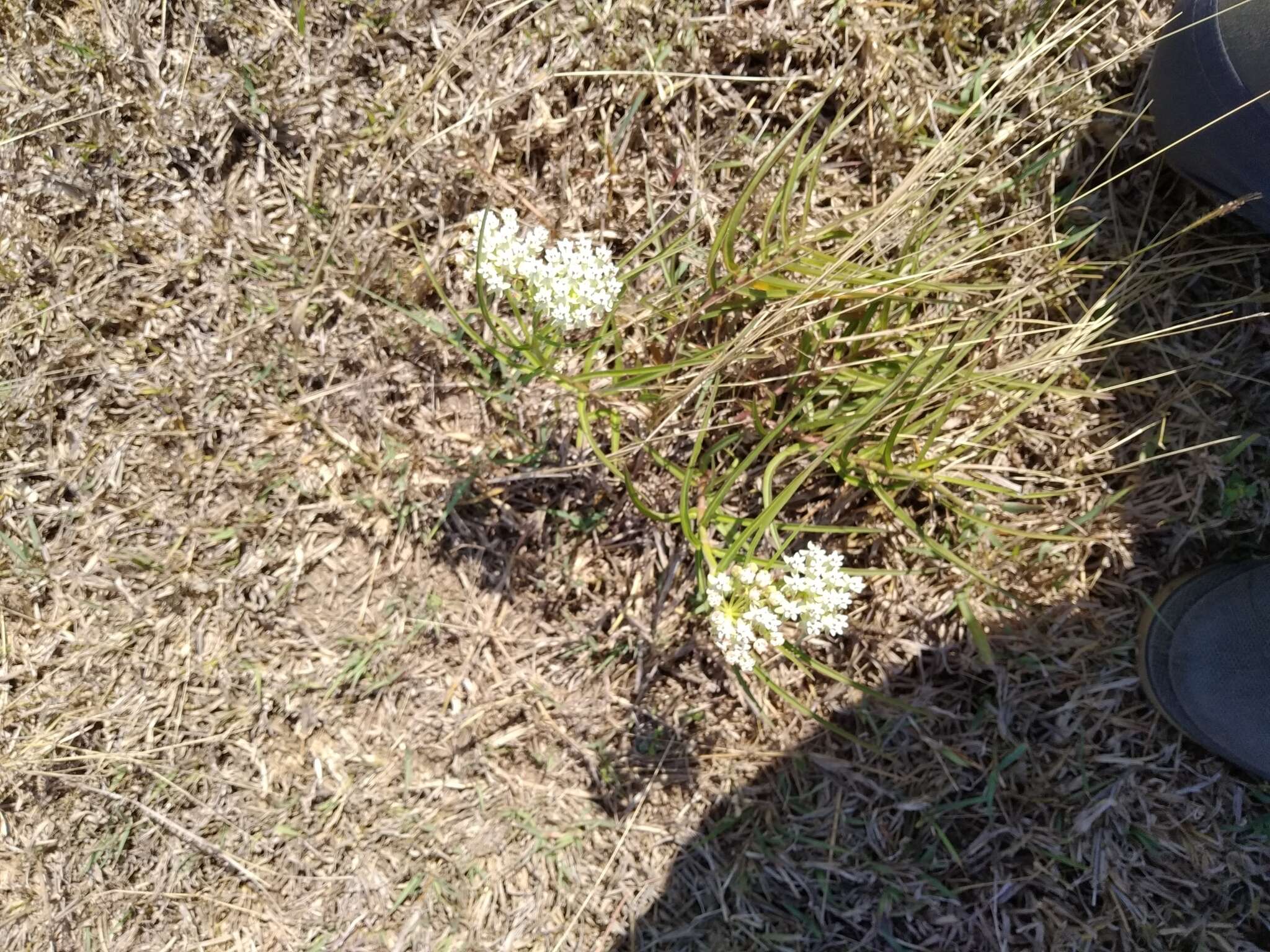 Plancia ëd Asclepias woodsoniana Standl. & Steyerm.