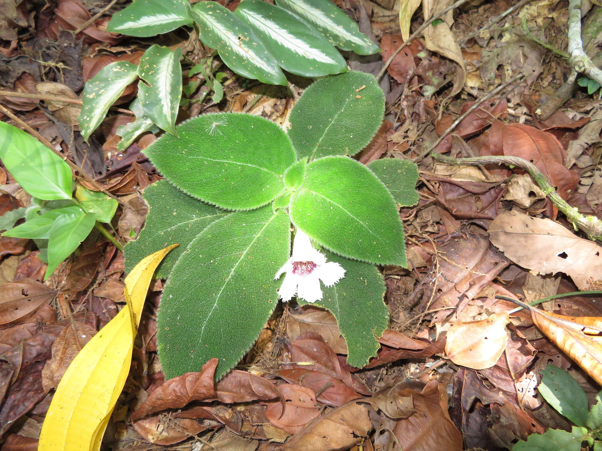 Image of Episcia fimbriata Fritsch