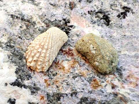 Sivun Cardita calyculata (Linnaeus 1758) kuva