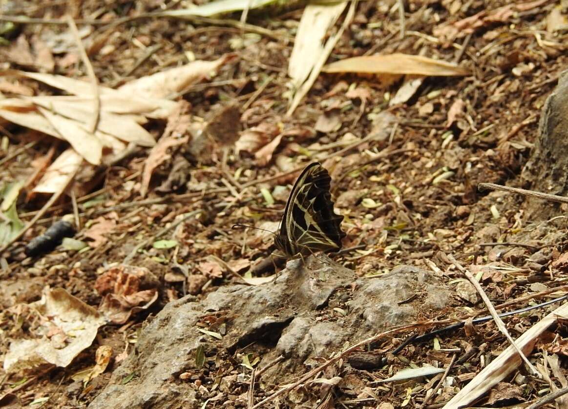 Image of <i>Oxeoschistus tauropolis</i>