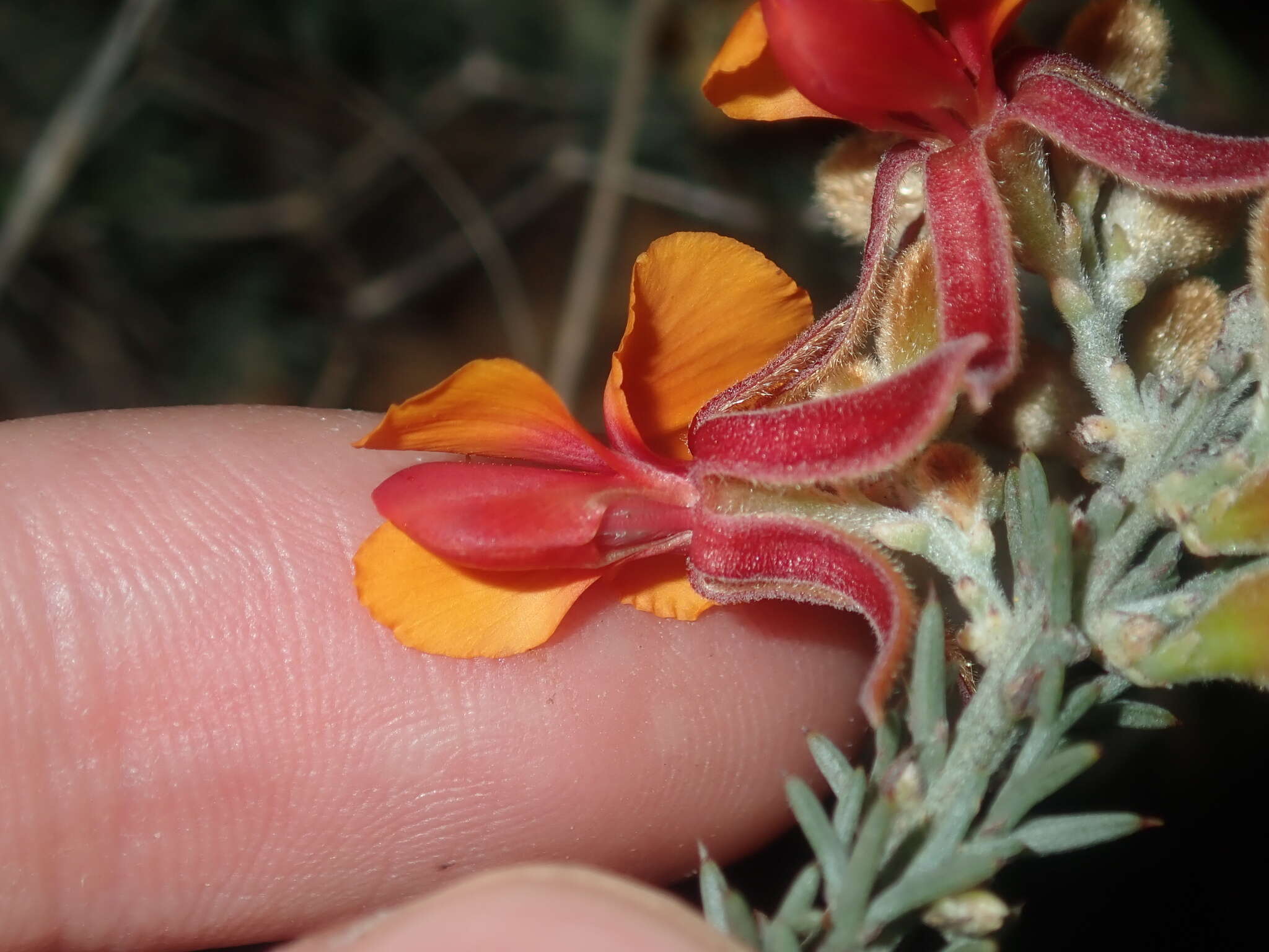 Plancia ëd Jacksonia hakeoides Meissner