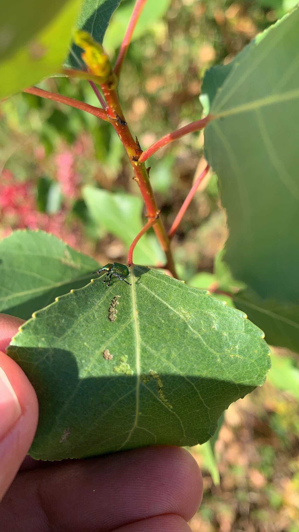 Image of poplar leaf-rolling weevil