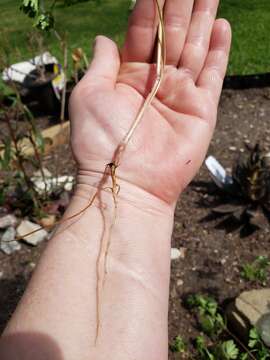 Слика од Geranium texanum (Trel.) A. Heller