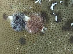 Image of Christmas tree worm