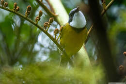 صورة Pachycephala caledonica (Gmelin & JF 1789)