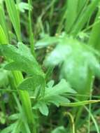 Sivun Phacelia hirsuta Nutt. kuva