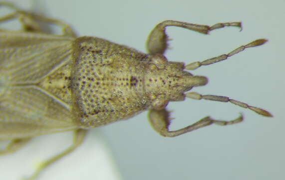 Image of Cymophyes