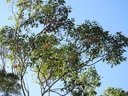 Image of Eucalyptus miniata A. Cunn. ex Schau.