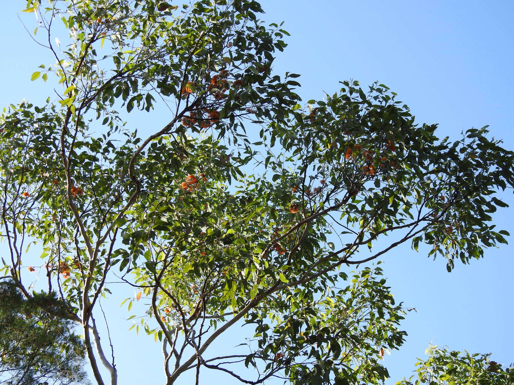 Image of Eucalyptus miniata A. Cunn. ex Schau.