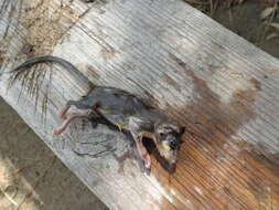 Image of Common Forest Dormouse