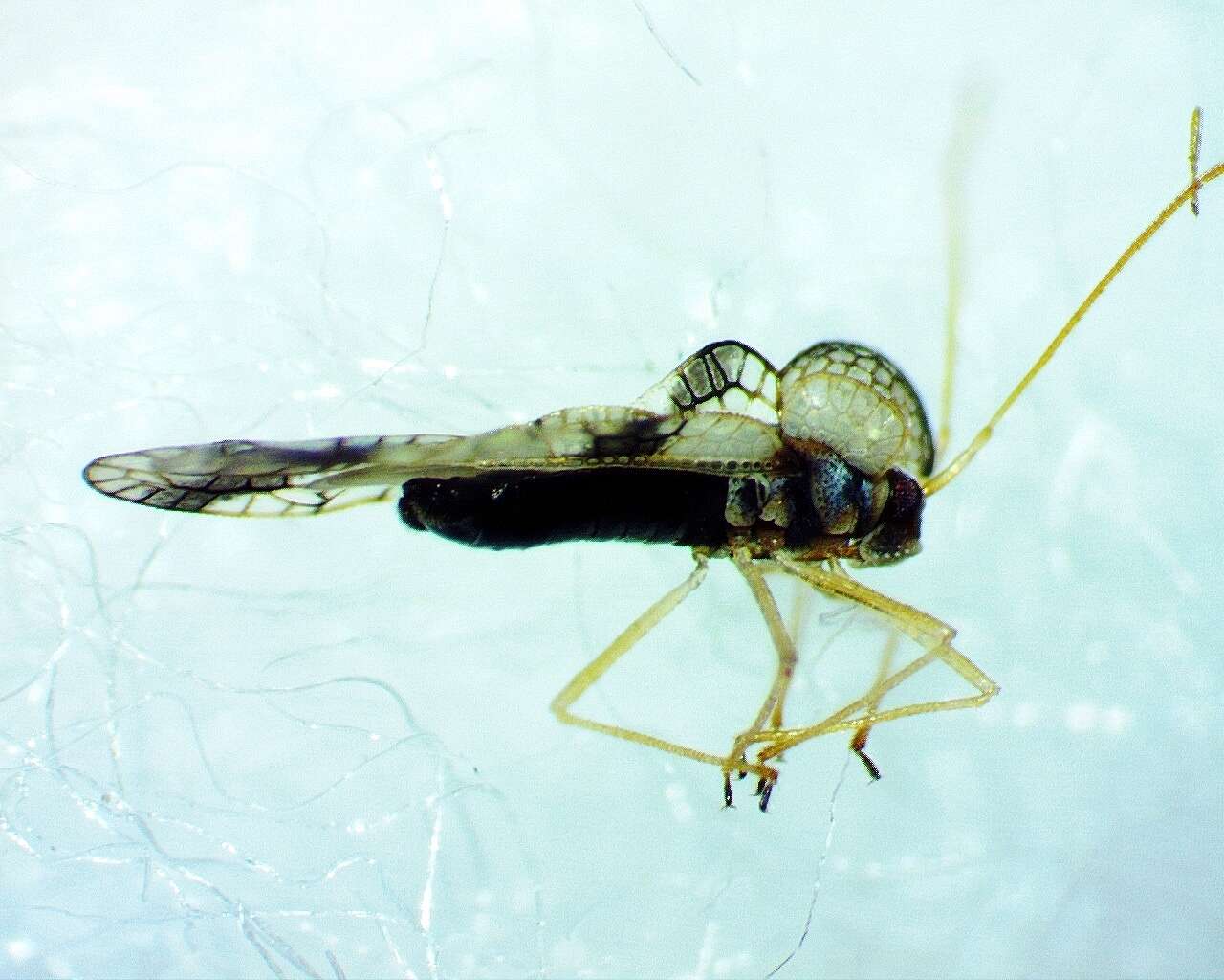 Image of azalea lace bug