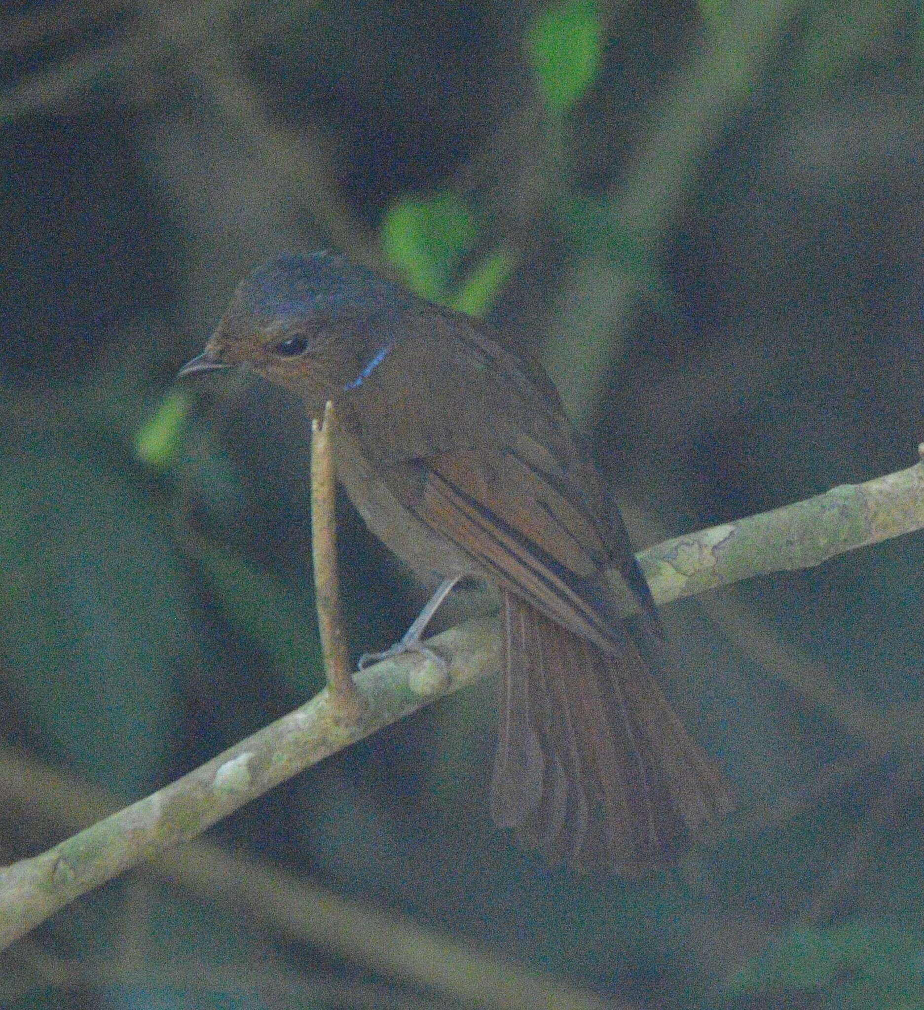 Image of Niltava grandis decipiens Salvadori 1891