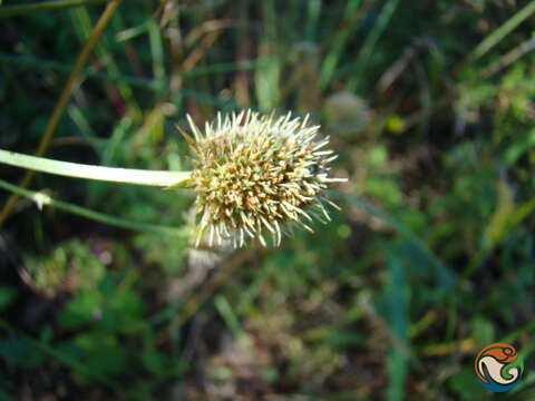 Image of Eryngium purpusii Hemsl. & Rose