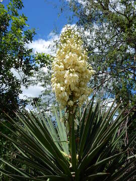 Image of Yucca capensis L. W. Lenz