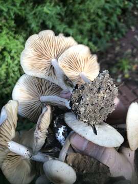 Image of Marasmius nigrodiscus (Peck) Halling 1983