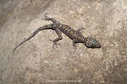 صورة Cyrtodactylus sumonthai Bauer, Pauwels & Chanhome 2002