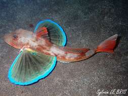 Image of Sapphirine Gurnard