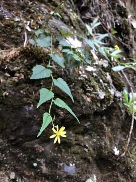 Image of Senecio scandens var. crataegifolius (Hayata) Kitam.