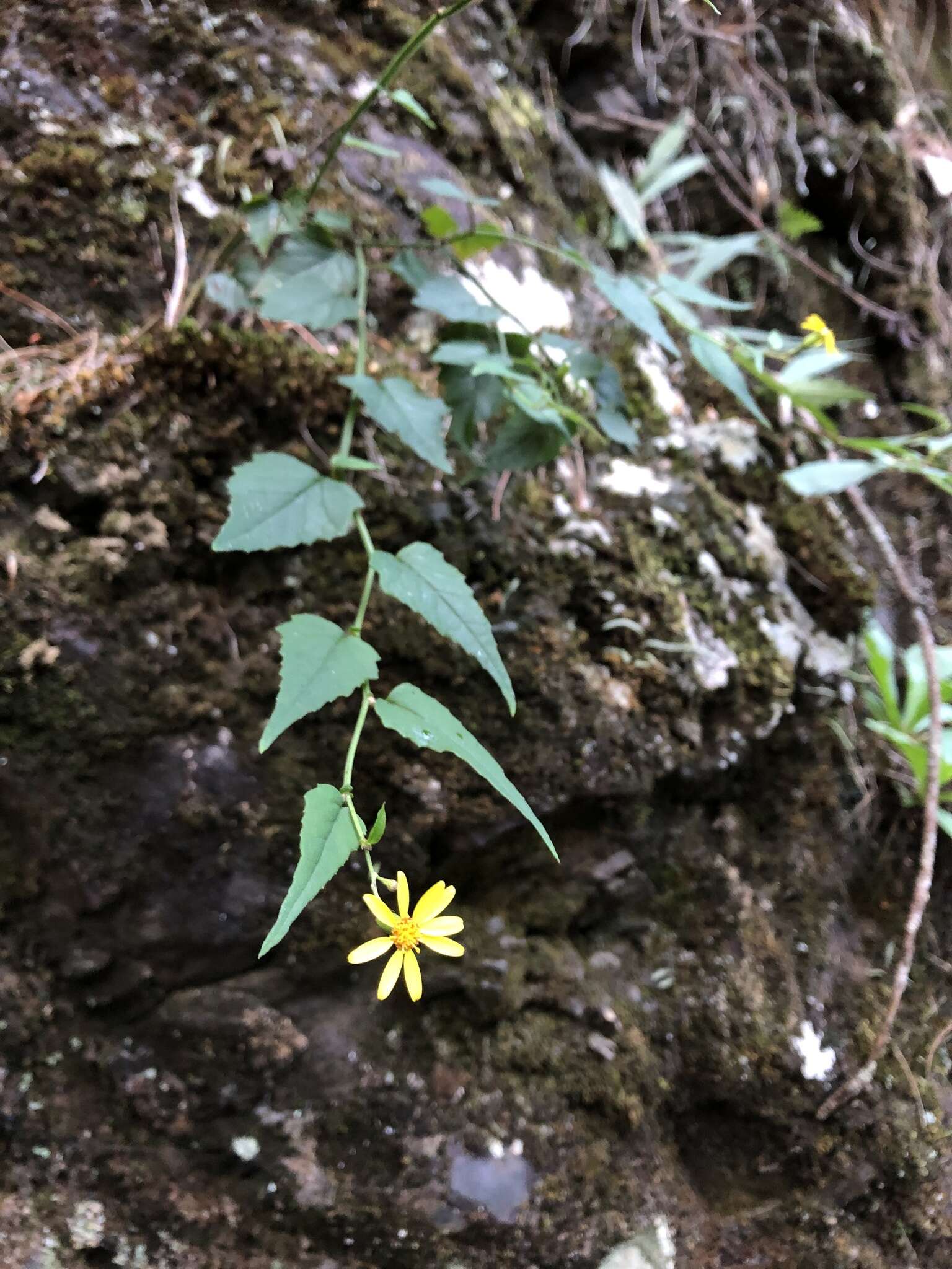 Plancia ëd Senecio scandens var. crataegifolius (Hayata) Kitam.