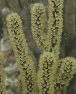 Image of Black Sea rod