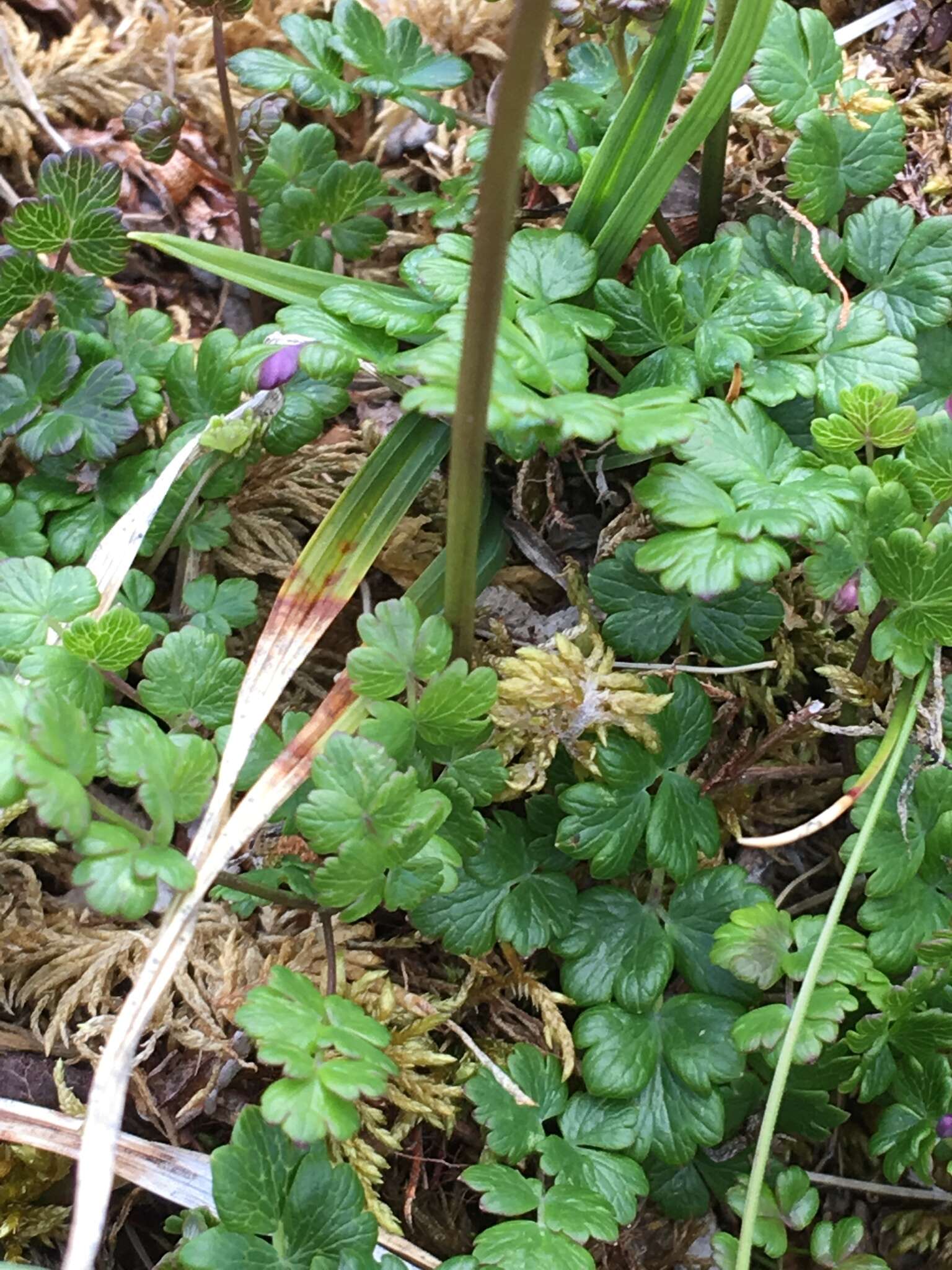 Image of alpine meadow-rue