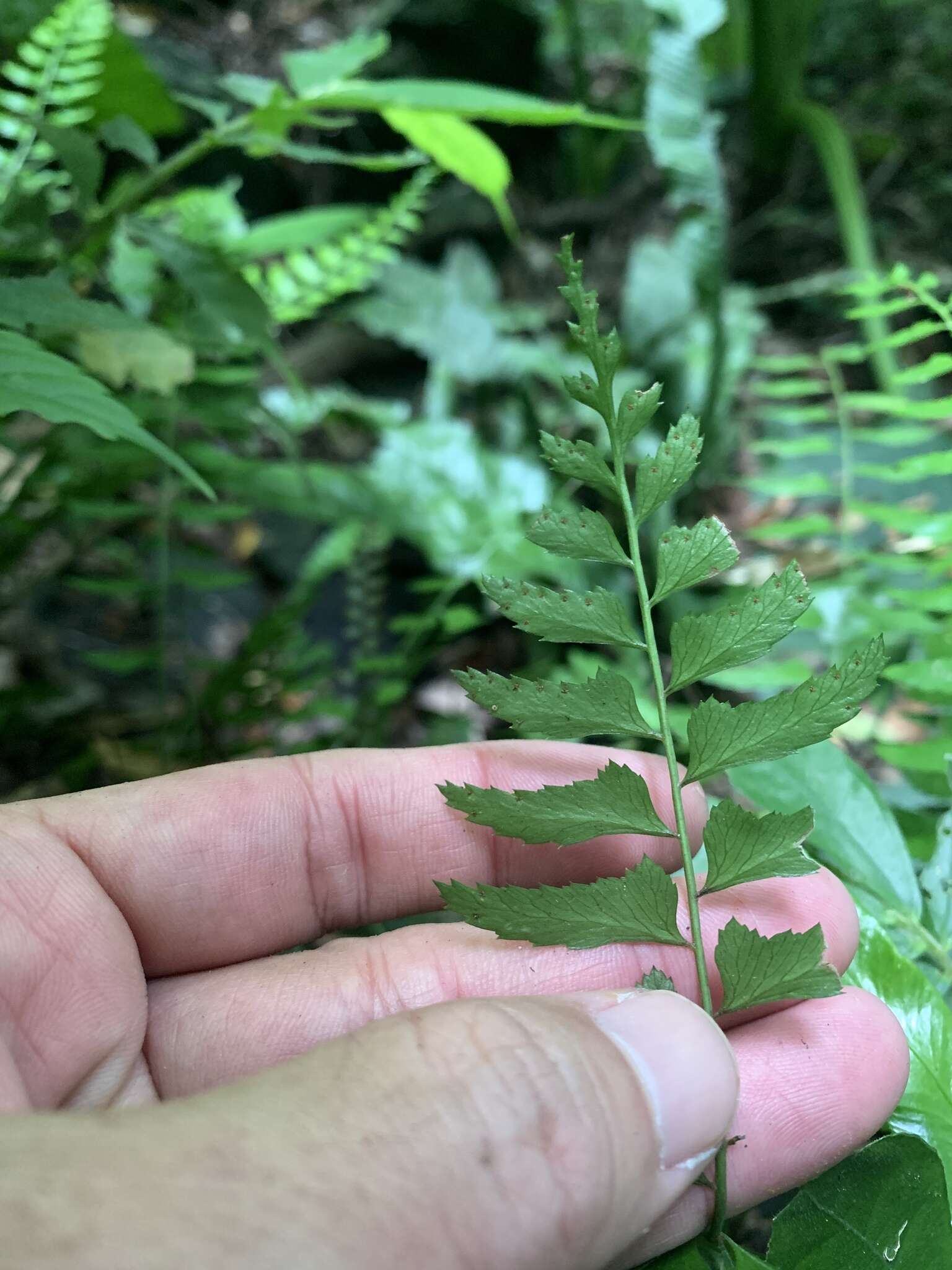 Polystichum formosanum Rosenst. resmi