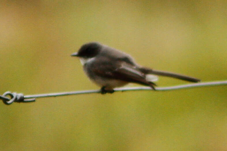 Image of Northern Fantail