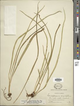 Image of narrow strapfern