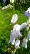 Image of Bearded Bellflower