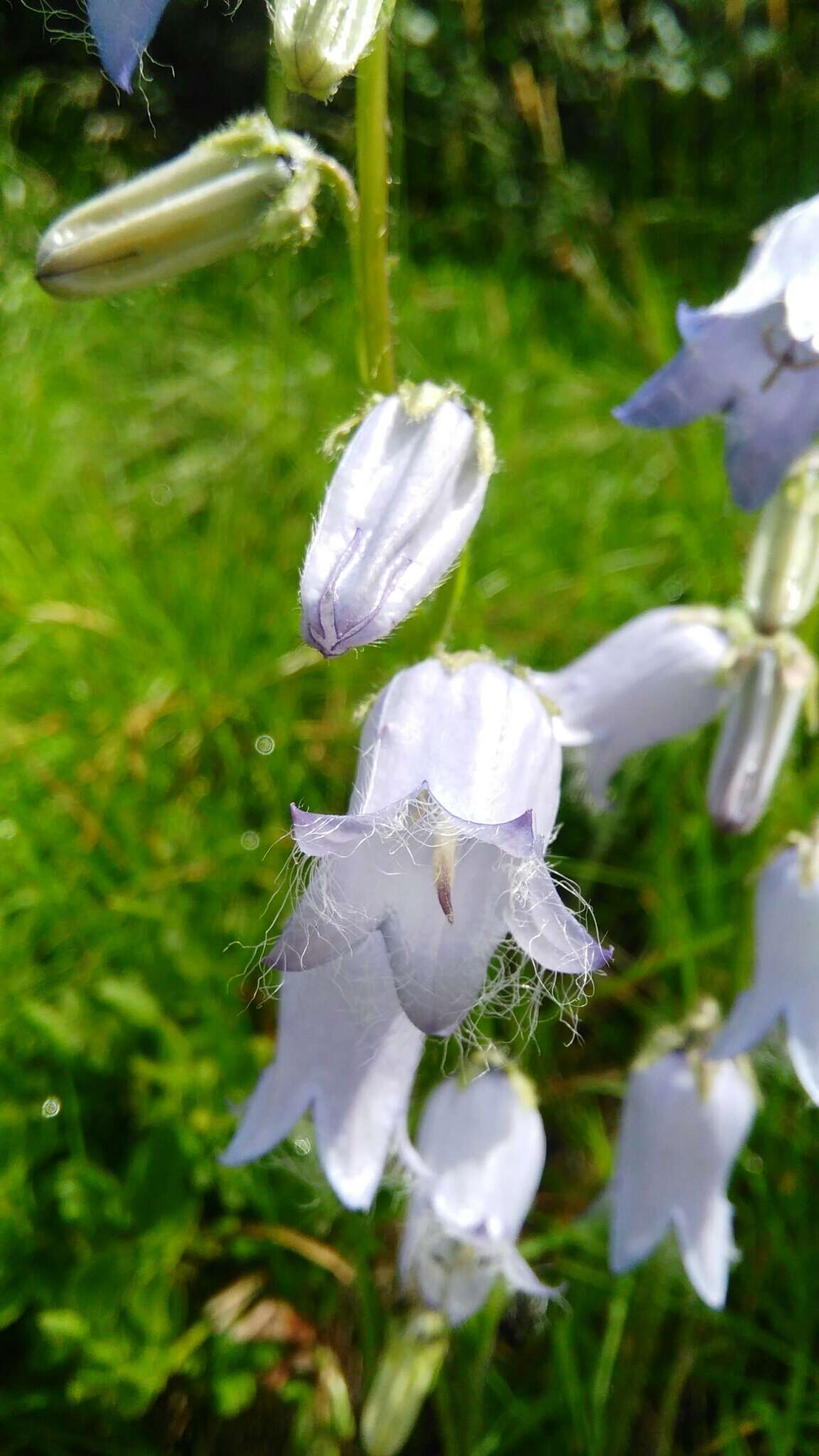 Image of Bearded Bellflower