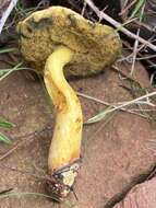 Rheubarbariboletus persicolor (H. Engel, Klofac, H. Grünert & R. Grünert) Vizzini, Simonini & Gelardi 2015的圖片