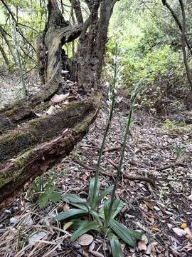 Plancia ëd Gavilea longibracteata (Lindl.) Sparre ex L. E. Navas