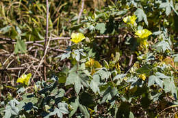 Image of Hawai'ian cotton