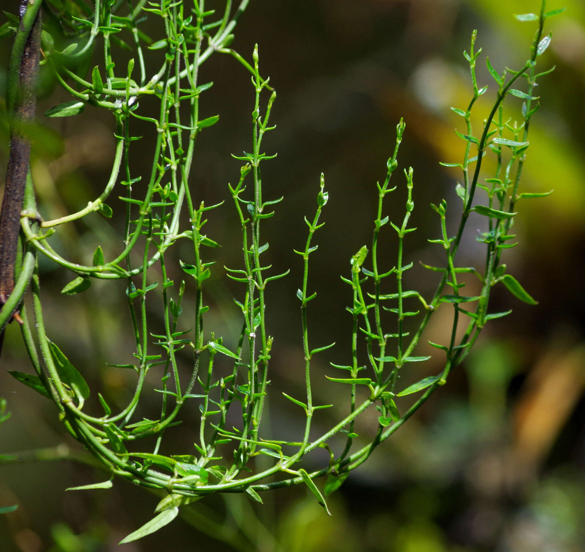 Sivun Scyphostelma microphylla (Kunth) Liede & Meve kuva