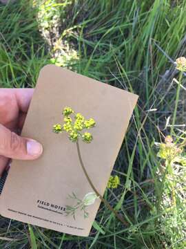 Image of common lomatium