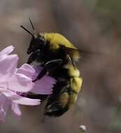 Image de Bombus morrisoni Cresson 1879