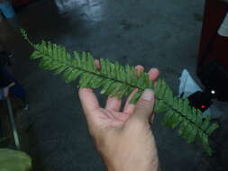 Hymenasplenium cheilosorum (Kunze ex Mett.) Tag. resmi