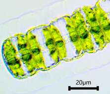 Image of Hyalotheca Ehrenberg ex Ralfs 1848