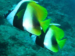 Image of Bannerfish