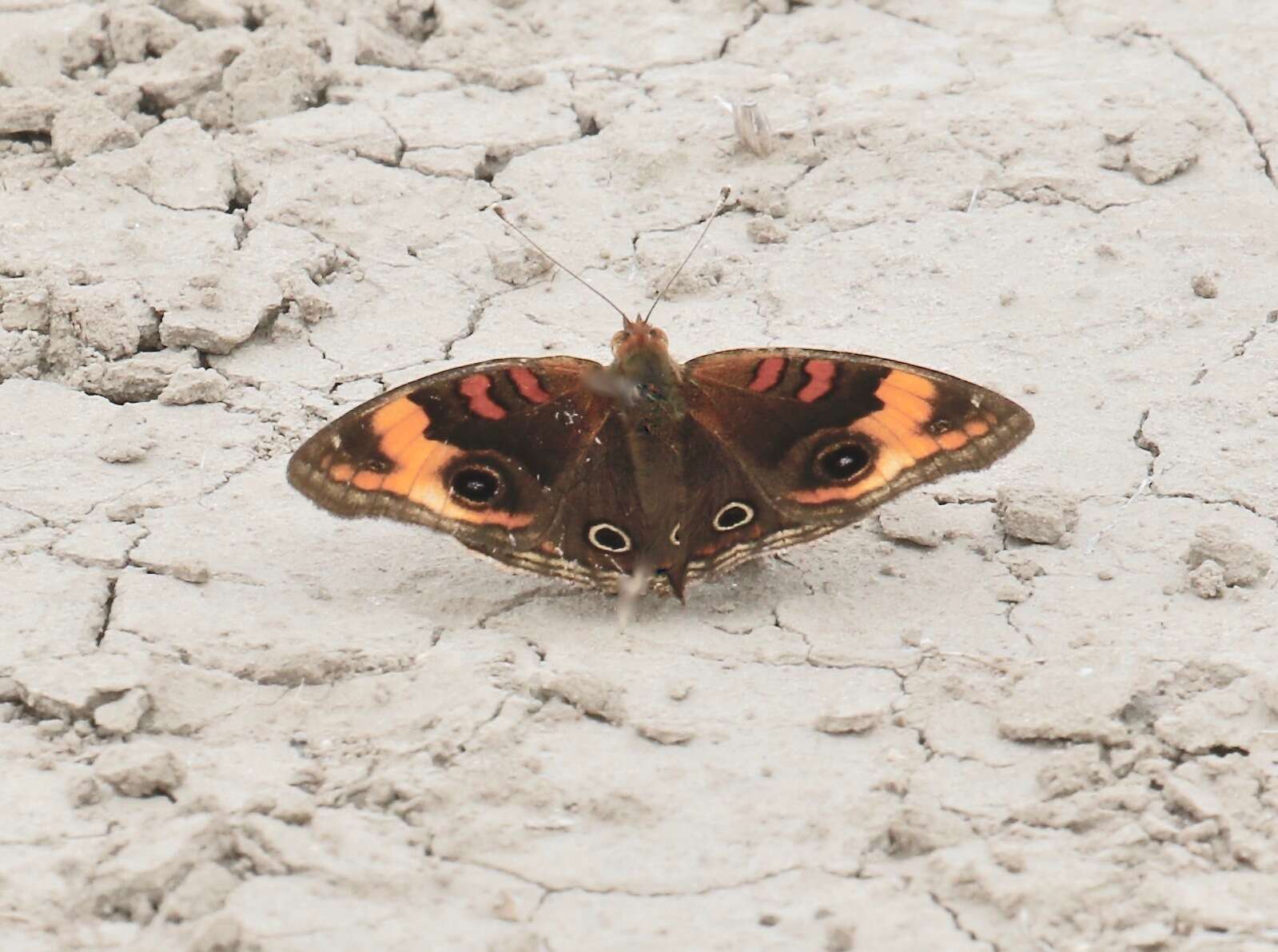 Sivun Junonia stemosa kuva