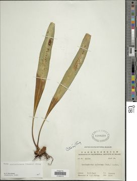 Image of <i>Pyrrosia subfurfuracea</i> (Hook.) Ching