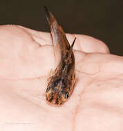 Image of Stripped dwarf catfish