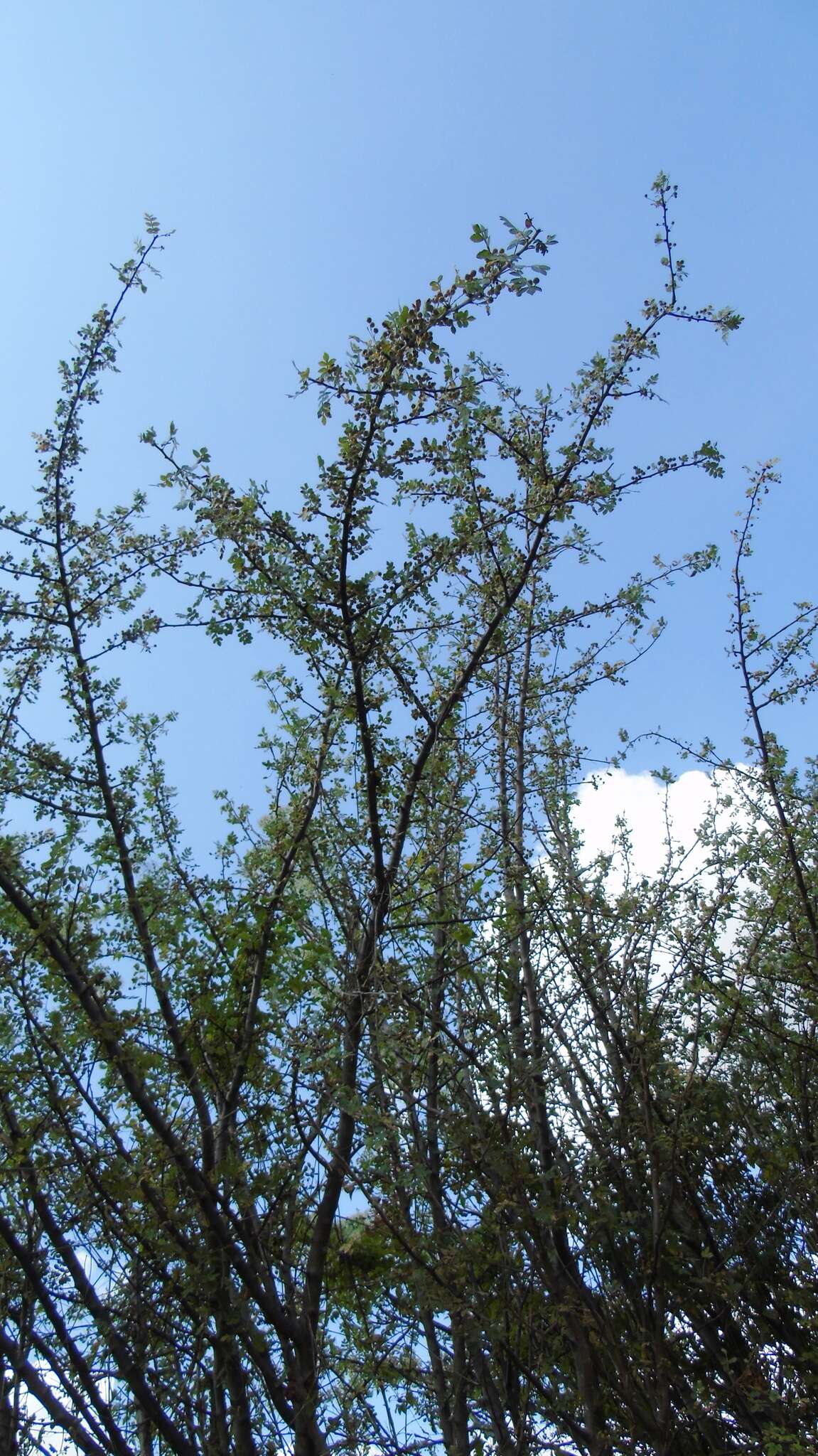 Image of Bursera glabrifolia (Kunth) Engl.