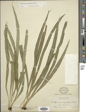 Image of narrow strapfern
