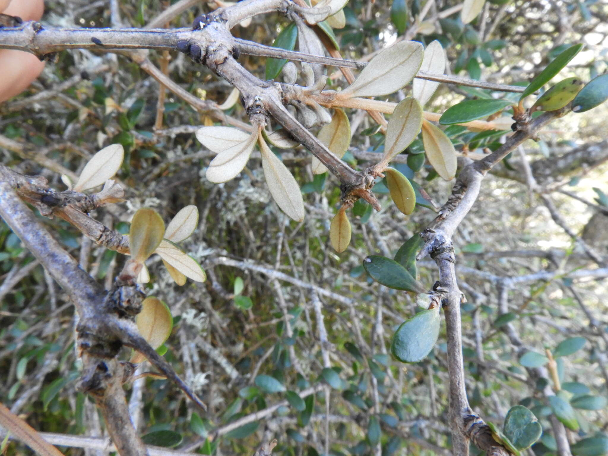 Imagem de Olearia virgata var. laxiflora (Kirk) Allan