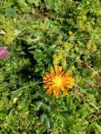 صورة Crepis aurea (L.) Cass.