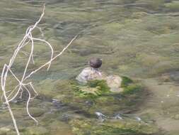 Image of Brown Dipper