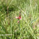 Image of Indigofera bongardiana (Kuntze) Burkart