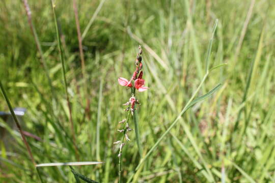 Indigofera bongardiana (Kuntze) Burkart的圖片