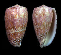 Imagem de Conus adamsonii Broderip 1836